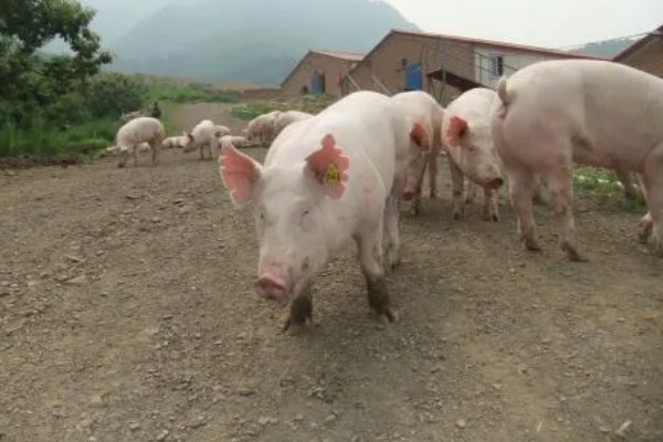 后备母猪不发情如何处理,可采取调换猪栏、增加运动量等措施