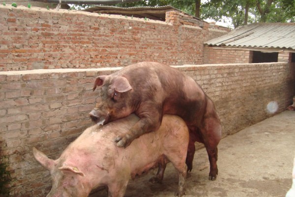 后备母猪不发情如何处理,可采取调换猪栏、增加运动量等措施