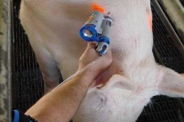 后备母猪不发情如何处理,可采取调换猪栏、增加运动量等措施