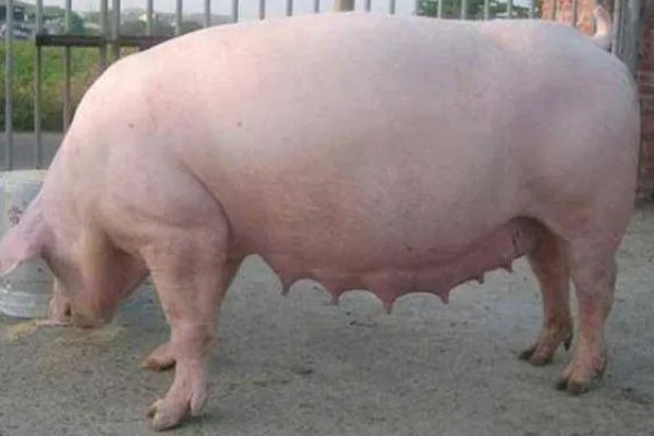 后备母猪不发情如何处理,可采取调换猪栏、增加运动量等措施