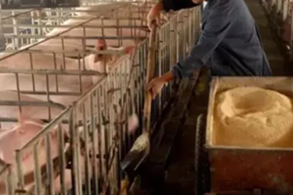 后备母猪不发情如何处理,可采取调换猪栏、增加运动量等措施