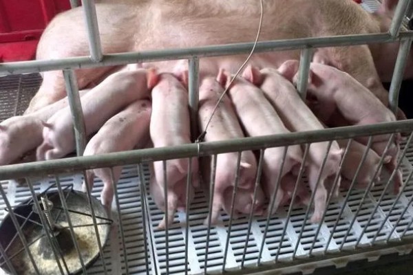 后备母猪不发情如何处理,可采取调换猪栏、增加运动量等措施