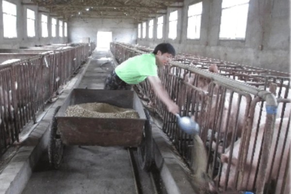 后备母猪不发情如何处理,可采取调换猪栏、增加运动量等措施