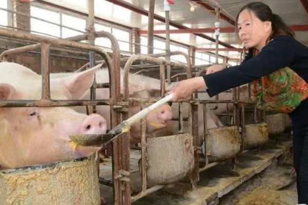 后备母猪不发情如何处理,可采取调换猪栏、增加运动量等措施