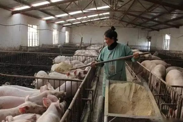 后备母猪不发情如何处理,可采取调换猪栏、增加运动量等措施