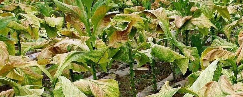 防治油菜霜霉病的方法，首选要选择抗病品种