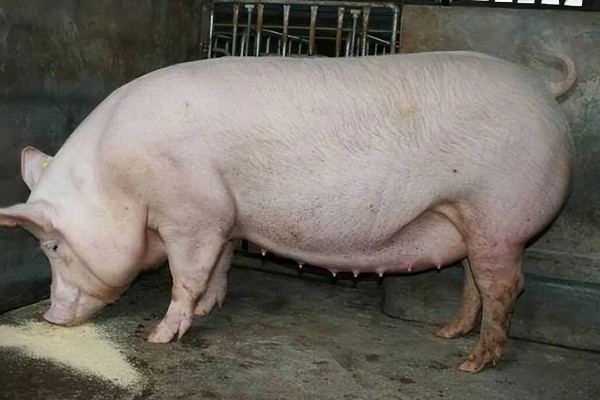 后备母猪不发情如何处理,可采取调换猪栏、增加运动量等措施