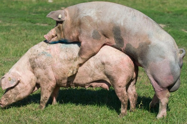 后备母猪不发情如何处理,可采取调换猪栏、增加运动量等措施