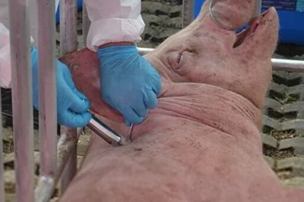 后备母猪不发情如何处理,可采取调换猪栏、增加运动量等措施