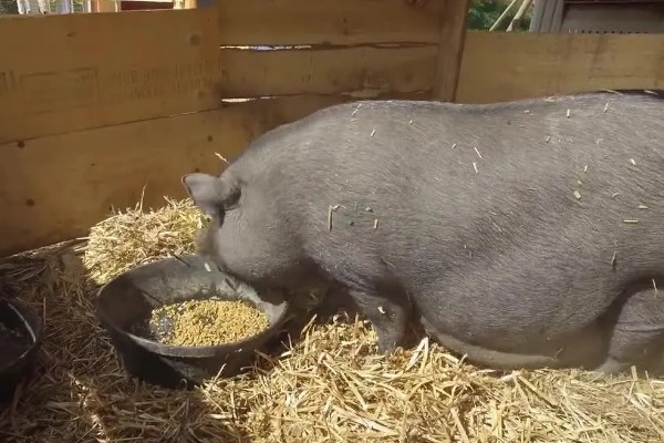 后备母猪不发情如何处理,可采取调换猪栏、增加运动量等措施