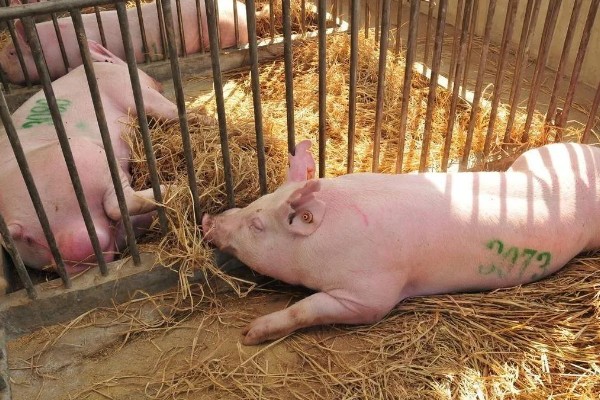 后备母猪不发情如何处理,可采取调换猪栏、增加运动量等措施