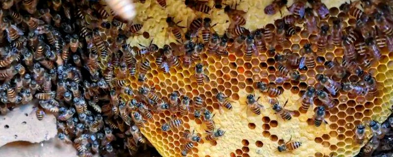 蜂王死了蜂群会不会飞走，工蜂可能会培育新王