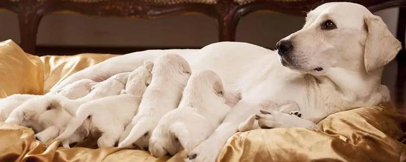 狗狗产后护理方法，要饲喂营养丰富的食物