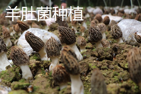 农业种植致富项目，推荐羊肚菌、百香果种植等