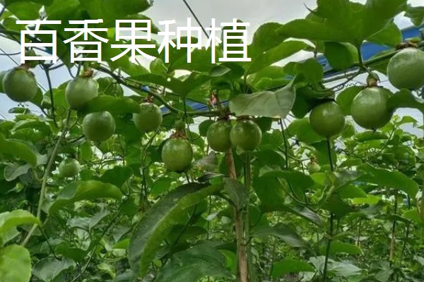 农业种植致富项目，推荐羊肚菌、百香果种植等