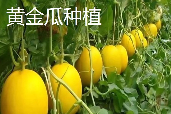 农业种植致富项目，推荐羊肚菌、百香果种植等