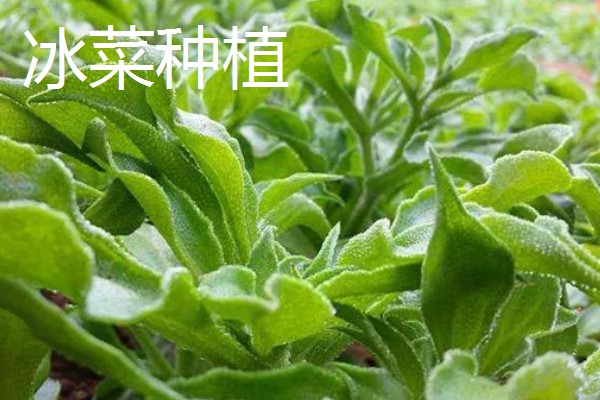农业种植致富项目，推荐羊肚菌、百香果种植等