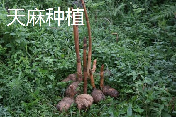 农业种植致富项目，推荐羊肚菌、百香果种植等