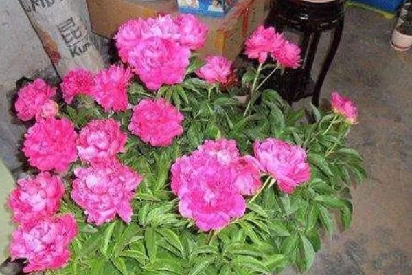 芍药根种下多久能发芽，种下后一个月就可以发芽