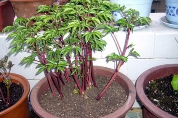 芍药根种下多久能发芽，种下后一个月就可以发芽