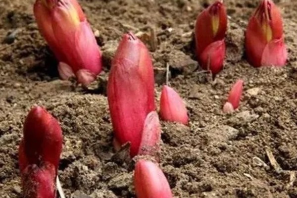 芍药根种下多久能发芽，种下后一个月就可以发芽