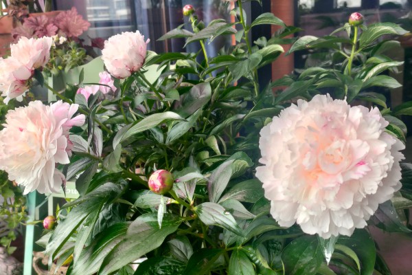 芍药根种下多久能发芽，种下后一个月就可以发芽