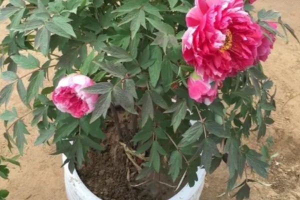 芍药根种下多久能发芽，种下后一个月就可以发芽