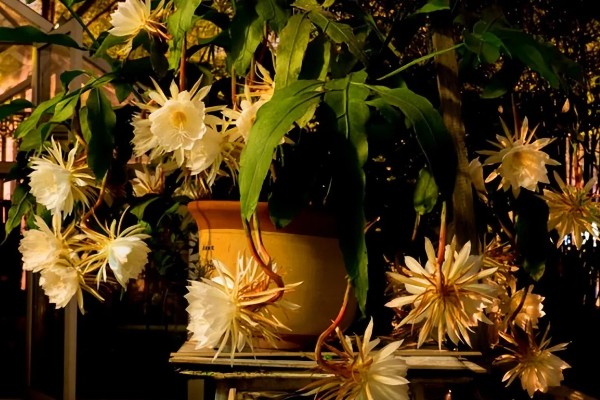 昙花出现花苞如何养殖，修剪主枝可促进花蕾发育