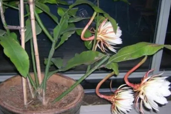 昙花出现花苞如何养殖，修剪主枝可促进花蕾发育