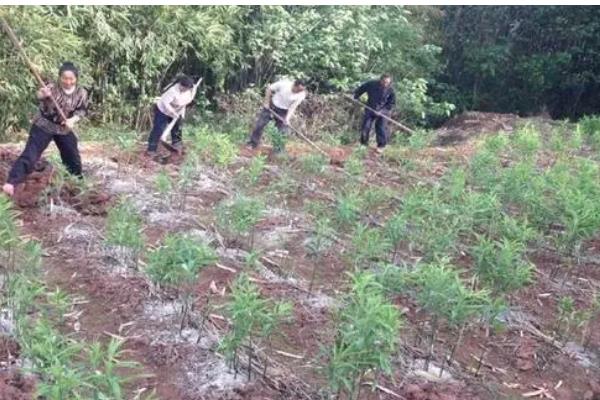 黄精怎么种植,穴播3-5粒种子