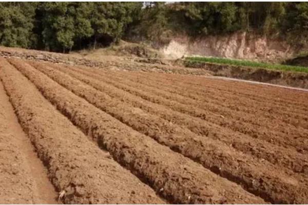 黄精怎么种植,穴播3-5粒种子