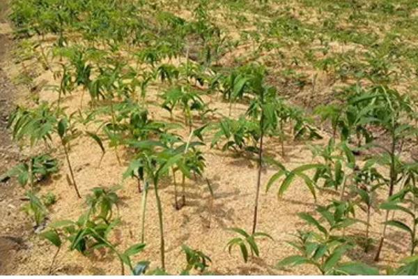 黄精怎么种植,穴播3-5粒种子