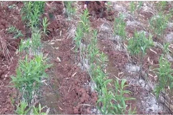 黄精怎么种植,穴播3-5粒种子