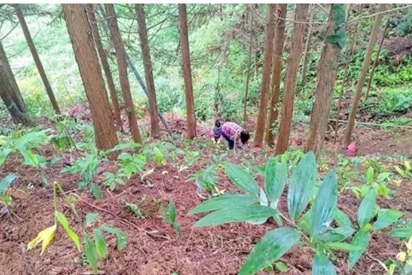 黄精怎么种植,穴播3-5粒种子