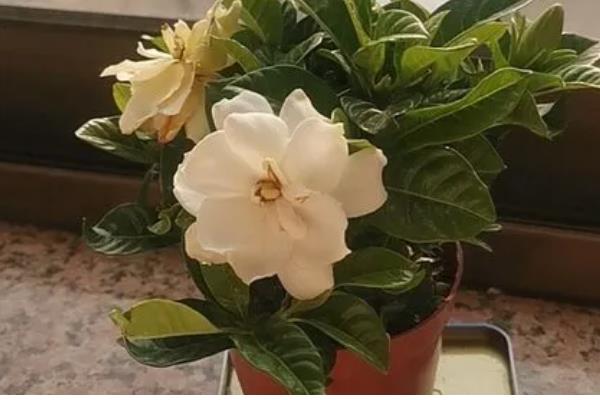 在卧室内养栀子花的危害，花香浓郁可能会影响睡眠质量