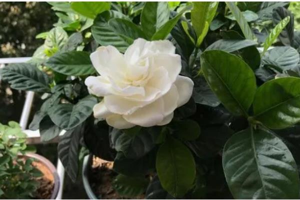 在卧室内养栀子花的危害，花香浓郁可能会影响睡眠质量