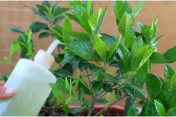 在卧室内养栀子花的危害，花香浓郁可能会影响睡眠质量