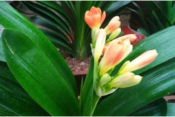 春节君子兰开花剪叶子吗，不用剪叶子