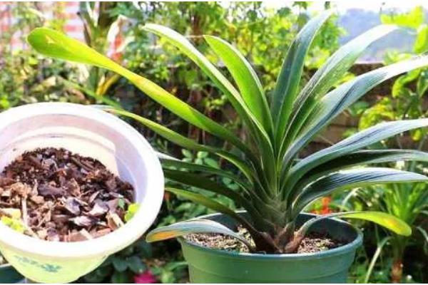 春节君子兰开花剪叶子吗，不用剪叶子