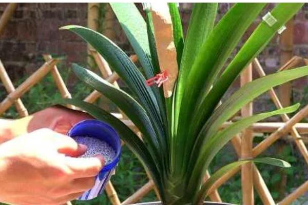 春节君子兰开花剪叶子吗，不用剪叶子