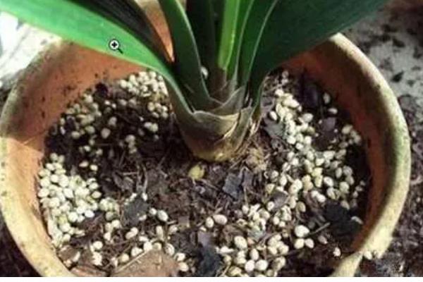 春节君子兰开花剪叶子吗，不用剪叶子