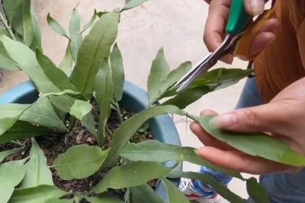 昙花出现花苞如何养殖，修剪主枝可促进花蕾发育