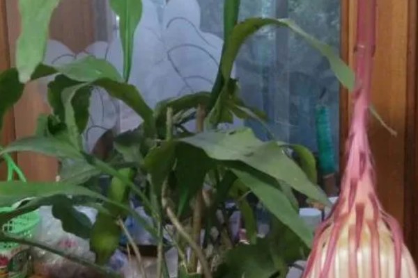 昙花出现花苞如何养殖，修剪主枝可促进花蕾发育