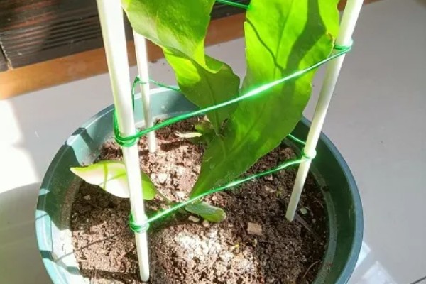 昙花出现花苞如何养殖，修剪主枝可促进花蕾发育