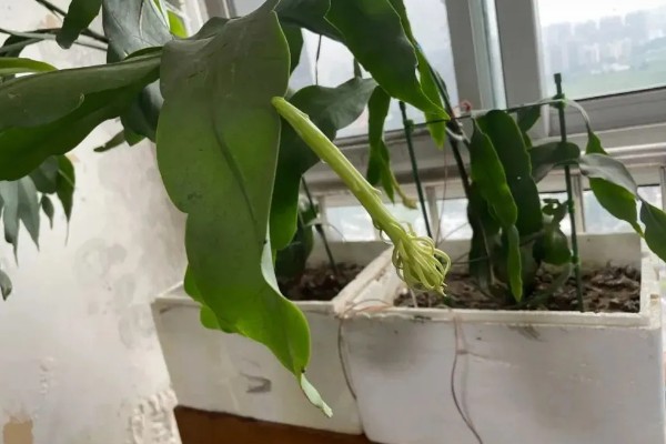 昙花出现花苞如何养殖，修剪主枝可促进花蕾发育