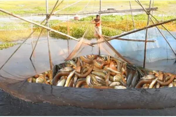 古代的捕鱼方法，有弯沟捕鱼法、鱼笼捕鱼等方式