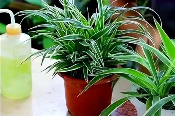 家里不能养吊兰的原因，风水学认为会导致主人的事业走下坡路