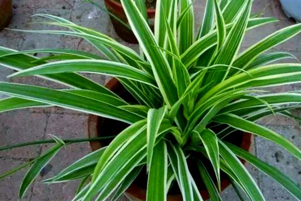 家里不能养吊兰的原因，风水学认为会导致主人的事业走下坡路