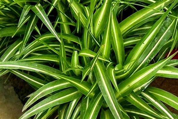 家里不能养吊兰的原因，风水学认为会导致主人的事业走下坡路