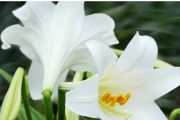 百合花有什么花语，白色百合花象征着纯洁、庄严